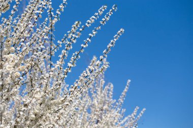 Çiçek açan ağaç dalları açık mavi gökyüzüne karşı. Bahar, doğa, tazelik ve sakinlik.