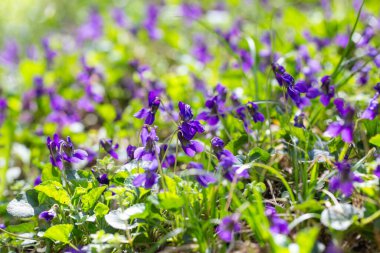 Bahar çiçekleri. Mor menekşeler bahar ormanlarında çiçek açar. Viola odorata