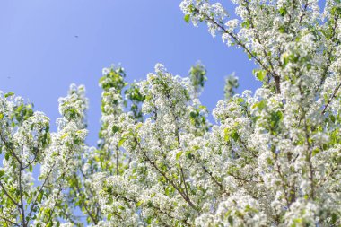 Narin beyaz yapraklar ve güneş ışığıyla çiçek açmış bahar kiraz ağacı..