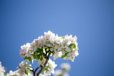 Açık gökyüzüne karşı pembe tomurcukları olan bahar elması dalı taze yeşil yapraklar ve yumuşak pastel çiçek detaylarıyla minimum doğa arka planı.