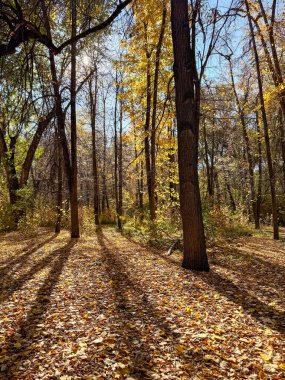 Düşen yaprakları ve ılık güneş ışığında uzun ağaçlarıyla altın sonbahar ormanı