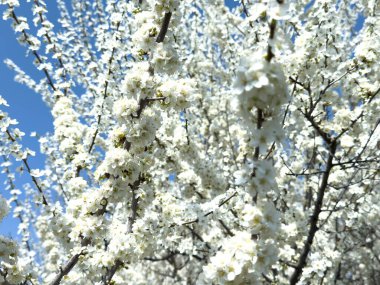 Çiçek açan ağaç dalları açık mavi gökyüzüne karşı. Bahar, doğa, tazelik ve sakinlik.