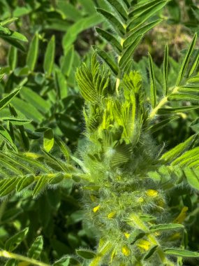 Astragalus yakın plan. Ayrıca süt verandası, keçi dikenli ya da sarmaşık gibi. Bahar yeşili arka plan. Vahşi bitki.