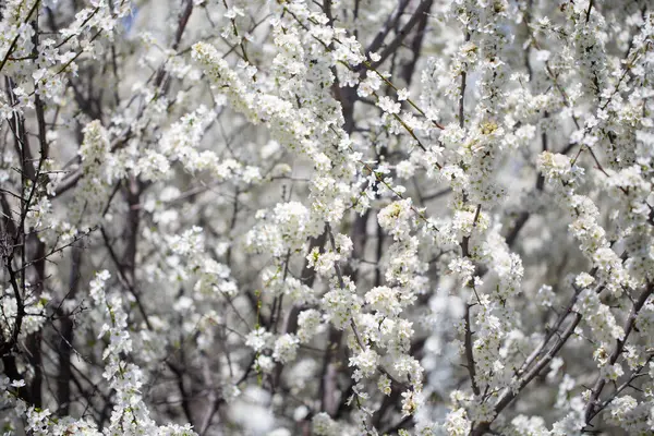 İlkbaharda kiraz veya erik dalları açar. Koyu dallara karşı beyaz kokulu çiçekler şefkat, tazelik ve doğal güzelliği çağrıştırıyor.