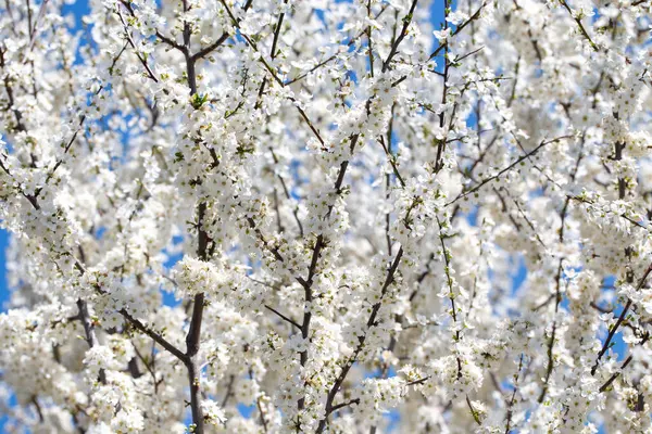 İlkbaharda kiraz veya erik dalları açar. Koyu dallara karşı beyaz kokulu çiçekler şefkat, tazelik ve doğal güzelliği çağrıştırıyor.