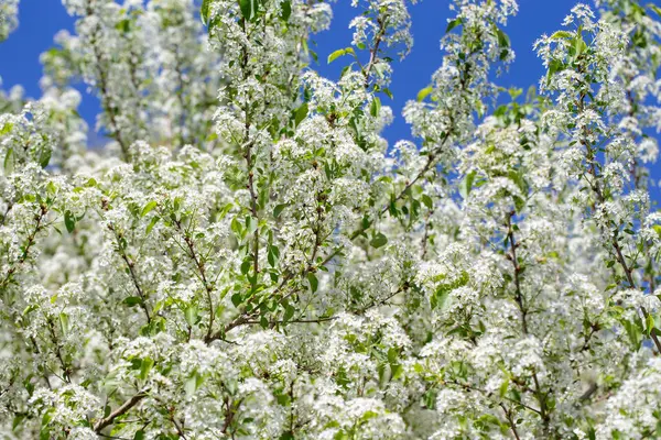 Narin beyaz yapraklar ve güneş ışığıyla çiçek açmış bahar kiraz ağacı..