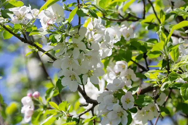 Elma ağacı dalları narin beyaz çiçeklerle kaplı açık mavi gökyüzüne uzanıyor. Işık ve tazelikle dolu aydınlık bir bahar sabahı yeni bir mevsimin başlangıcı..