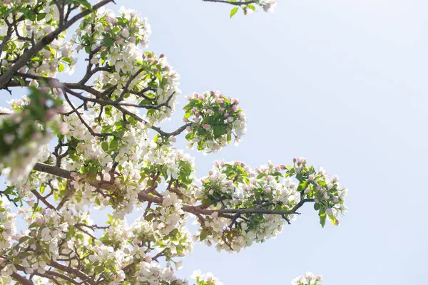 Açık gökyüzüne karşı pembe tomurcukları olan bahar elması dalı taze yeşil yapraklar ve yumuşak pastel çiçek detaylarıyla minimum doğa arka planı.