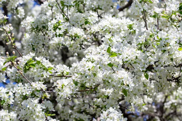 Açık gökyüzüne karşı pembe tomurcukları olan bahar elması dalı taze yeşil yapraklar ve yumuşak pastel çiçek detaylarıyla minimum doğa arka planı.