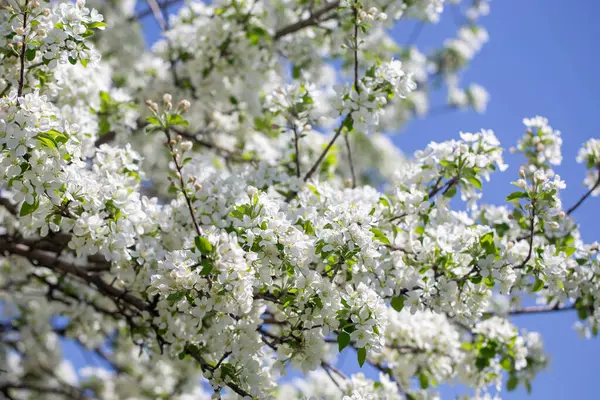 Açık gökyüzüne karşı pembe tomurcukları olan bahar elması dalı taze yeşil yapraklar ve yumuşak pastel çiçek detaylarıyla minimum doğa arka planı.
