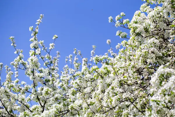 Açık gökyüzüne karşı pembe tomurcukları olan bahar elması dalı taze yeşil yapraklar ve yumuşak pastel çiçek detaylarıyla minimum doğa arka planı.