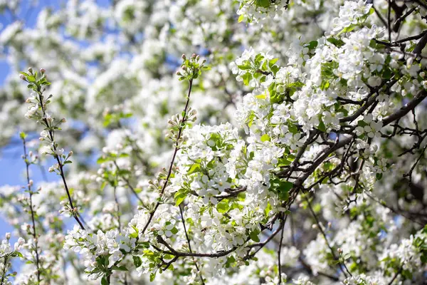 Açık gökyüzüne karşı pembe tomurcukları olan bahar elması dalı taze yeşil yapraklar ve yumuşak pastel çiçek detaylarıyla minimum doğa arka planı.