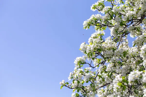 Açık gökyüzüne karşı pembe tomurcukları olan bahar elması dalı taze yeşil yapraklar ve yumuşak pastel çiçek detaylarıyla minimum doğa arka planı.
