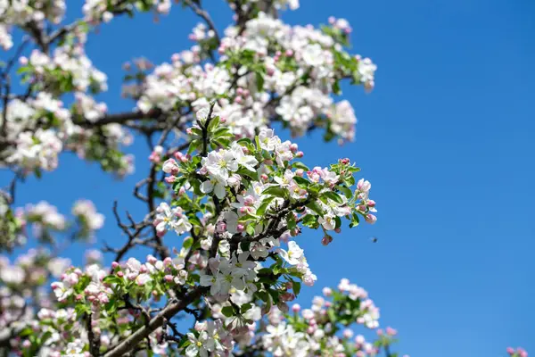 Açık gökyüzüne karşı pembe tomurcukları olan bahar elması dalı taze yeşil yapraklar ve yumuşak pastel çiçek detaylarıyla minimum doğa arka planı.