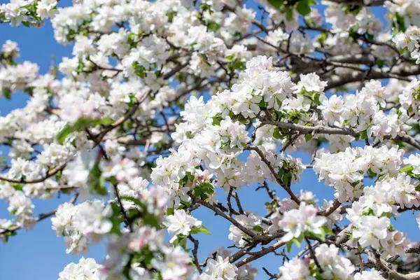 Açık gökyüzüne karşı pembe tomurcukları olan bahar elması dalı taze yeşil yapraklar ve yumuşak pastel çiçek detaylarıyla minimum doğa arka planı.