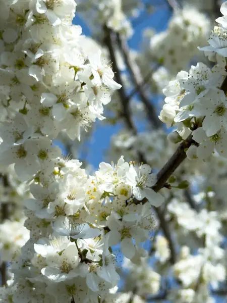 Çiçek açan ağaç dalları açık mavi gökyüzüne karşı. Bahar, doğa, tazelik ve sakinlik.