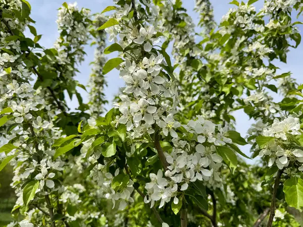Açık gökyüzüne karşı pembe tomurcukları olan bahar elması dalı taze yeşil yapraklar ve yumuşak pastel çiçek detaylarıyla minimum doğa arka planı.