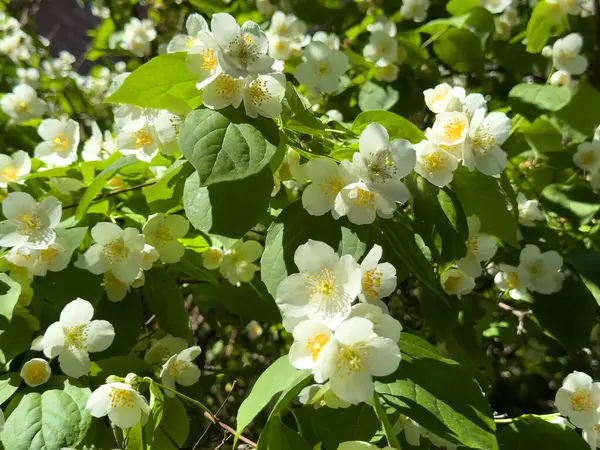 Güneşli bir bahar gününde yemyeşil yaprakların arasında yasemin çiçekleri açıyor. Kokulu beyaz çiçekler çerçeveyi tazelikle doldurur.