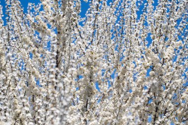 Çiçek açan ağaç dalları açık mavi gökyüzüne karşı. Bahar, doğa, tazelik ve sakinlik.