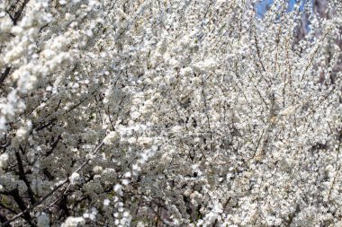 Çiçek açan ağaç dalları açık mavi gökyüzüne karşı. Bahar, doğa, tazelik ve sakinlik.