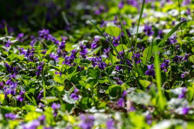 Bahar çiçekleri. Mor menekşeler bahar ormanlarında çiçek açar. Viola odorata
