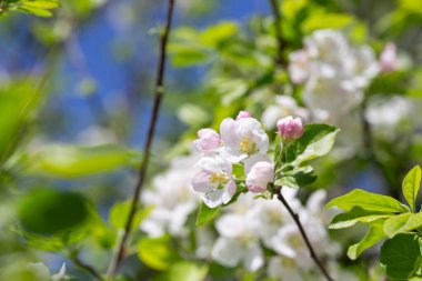Elma ağacı dalları narin beyaz çiçeklerle kaplı açık mavi gökyüzüne uzanıyor. Işık ve tazelikle dolu aydınlık bir bahar sabahı yeni bir mevsimin başlangıcı..