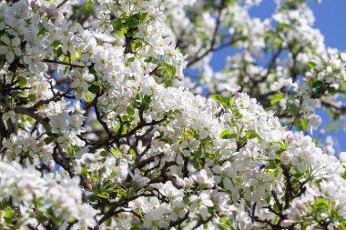 Açık gökyüzüne karşı pembe tomurcukları olan bahar elması dalı taze yeşil yapraklar ve yumuşak pastel çiçek detaylarıyla minimum doğa arka planı.