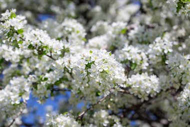 Açık gökyüzüne karşı pembe tomurcukları olan bahar elması dalı taze yeşil yapraklar ve yumuşak pastel çiçek detaylarıyla minimum doğa arka planı.