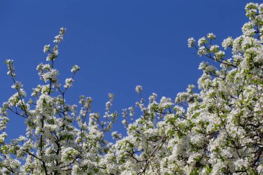 Açık gökyüzüne karşı pembe tomurcukları olan bahar elması dalı taze yeşil yapraklar ve yumuşak pastel çiçek detaylarıyla minimum doğa arka planı.