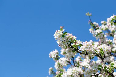 Açık gökyüzüne karşı pembe tomurcukları olan bahar elması dalı taze yeşil yapraklar ve yumuşak pastel çiçek detaylarıyla minimum doğa arka planı.