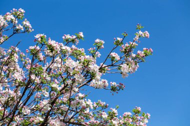 Açık gökyüzüne karşı pembe tomurcukları olan bahar elması dalı taze yeşil yapraklar ve yumuşak pastel çiçek detaylarıyla minimum doğa arka planı.