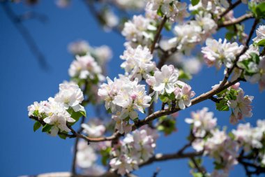 Açık gökyüzüne karşı pembe tomurcukları olan bahar elması dalı taze yeşil yapraklar ve yumuşak pastel çiçek detaylarıyla minimum doğa arka planı.