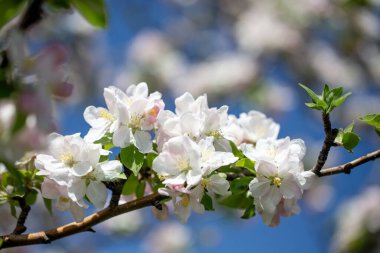 Açık gökyüzüne karşı pembe tomurcukları olan bahar elması dalı taze yeşil yapraklar ve yumuşak pastel çiçek detaylarıyla minimum doğa arka planı.