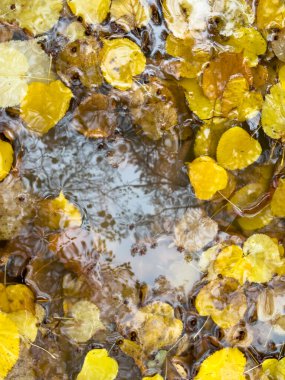 Sonbahar sarı ve kahverengi yapraklar suda yüzüyor. Yansımalar doğal mevsimsel bir model oluşturur