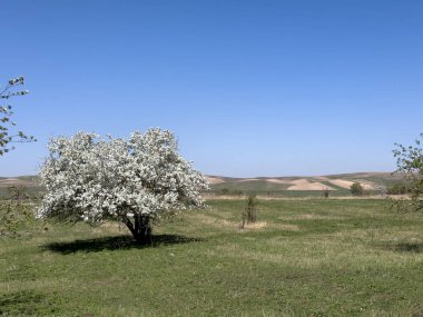 Yeşil çimenler ve arka planda yuvarlanan tepelerle çevrili bir bahar tarlasında çiçek açan bir ağaç tek başına duruyor..