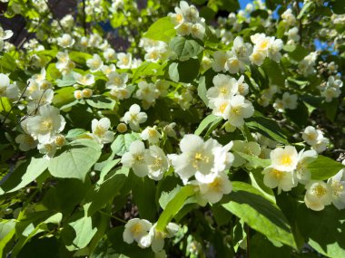 Güneşli bir bahar gününde yemyeşil yaprakların arasında yasemin çiçekleri açıyor. Kokulu beyaz çiçekler çerçeveyi tazelikle doldurur.