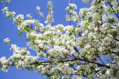 Açık gökyüzüne karşı pembe tomurcukları olan bahar elması dalı taze yeşil yapraklar ve yumuşak pastel çiçek detaylarıyla minimum doğa arka planı.