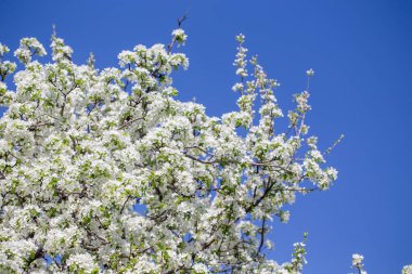 Açık gökyüzüne karşı pembe tomurcukları olan bahar elması dalı taze yeşil yapraklar ve yumuşak pastel çiçek detaylarıyla minimum doğa arka planı.
