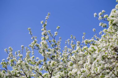 Açık gökyüzüne karşı pembe tomurcukları olan bahar elması dalı taze yeşil yapraklar ve yumuşak pastel çiçek detaylarıyla minimum doğa arka planı.
