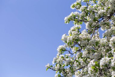 Açık gökyüzüne karşı pembe tomurcukları olan bahar elması dalı taze yeşil yapraklar ve yumuşak pastel çiçek detaylarıyla minimum doğa arka planı.