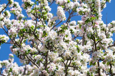 Açık gökyüzüne karşı pembe tomurcukları olan bahar elması dalı taze yeşil yapraklar ve yumuşak pastel çiçek detaylarıyla minimum doğa arka planı.