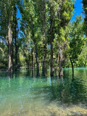 Su basmış orman turkuaz suyla ve uzun ağaçların yansımalarıyla dolu.