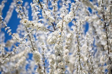 Çiçek açan ağaç dalları açık mavi gökyüzüne karşı. Bahar, doğa, tazelik ve sakinlik.