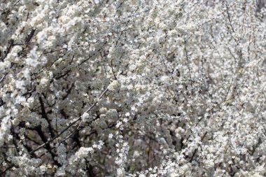 Çiçek dalları, berrak bahar gökyüzünde uzanıyor. Huzurlu bir ruh hali yaratıyor.