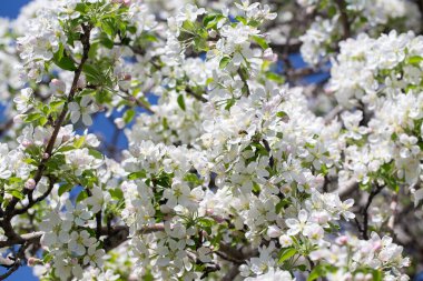 Açık gökyüzüne karşı pembe tomurcukları olan bahar elması dalı taze yeşil yapraklar ve yumuşak pastel çiçek detaylarıyla minimum doğa arka planı.