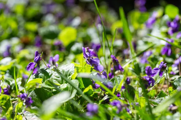 Bahar çiçekleri. Mor menekşeler bahar ormanlarında çiçek açar. Viola odorata