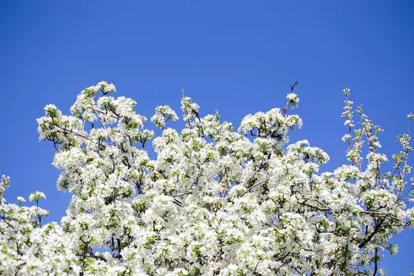 Açık gökyüzüne karşı pembe tomurcukları olan bahar elması dalı taze yeşil yapraklar ve yumuşak pastel çiçek detaylarıyla minimum doğa arka planı.