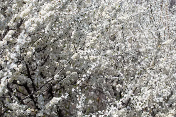 Çiçek dalları, berrak bahar gökyüzünde uzanıyor. Huzurlu bir ruh hali yaratıyor.