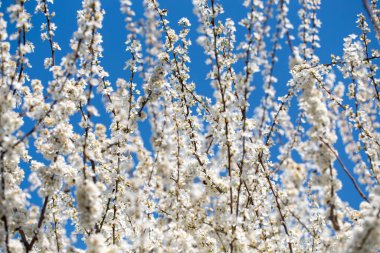 İlkbaharda kiraz veya erik dalları açar. Koyu dallara karşı beyaz kokulu çiçekler şefkat, tazelik ve doğal güzelliği çağrıştırıyor.