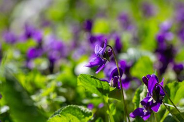 Bahar çiçekleri. Mor menekşeler bahar ormanlarında çiçek açar. Viola odorata
